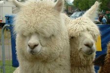Devon County Show - Alpaca Enclosure