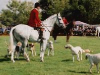 Totnes Show - Parade of Hounds
